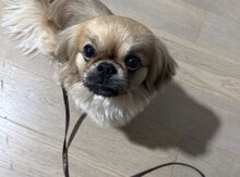 Pekines