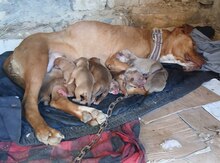 Pitbul balaları