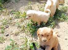 Labrador Retriver 