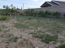 6.5 sot torpaq sahəsi, Zirə qəs.