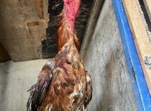 Heyratı beçəsi