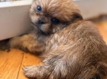 Pekines balası