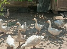 Linda qazları