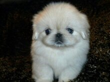 Mini pekines balaları