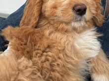 Goldendoodle