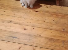 Pekines 