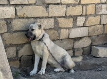 Kanqal