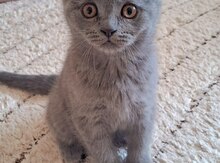 Британские кошки