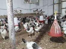 Serebrist toyuqlar
