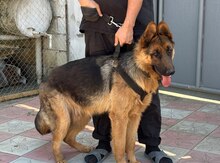 Alman ovçarkası