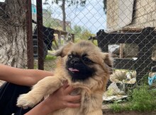 Pekines