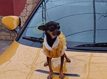 Mini pinçer