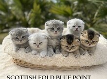 Britan şinşilla pişiyi balaları
