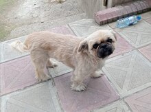 Pekines