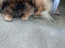 Pekines