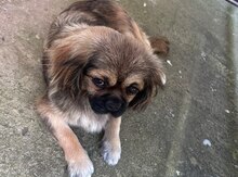 Pekines