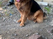 Alman ovçarkası 