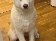 Akita-inu