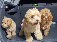 Maltipoo 