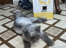 Pers pişiyi