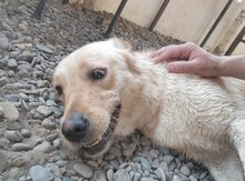 Labrador Retriver