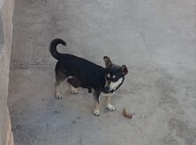 Pinçer 