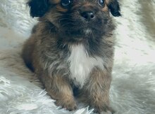 Pekines balaları