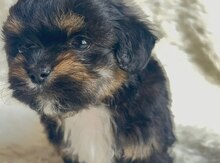 Pekines balaları