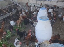 Kənd çolpaları