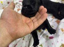 Labrador Retriver balaları