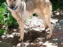 Volf Dog