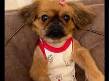 Pekines