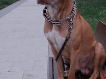Pitbul