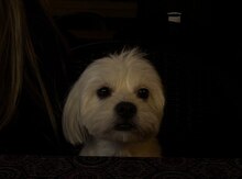 Maltipoo F2