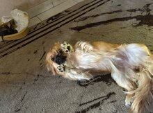 Pekines balası