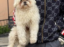 Maltipoo (cütləşdirmək üçün)
