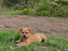 Pitbul