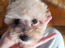 Pudel