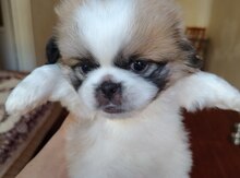 Pekines balaları 