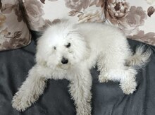 Pudel (cütləşdirmək üçün)