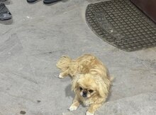 Pekines