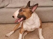 Bull terrier 