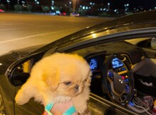 Pekines