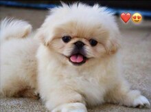 Pekines