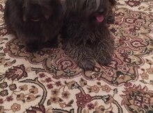 Pekines 
