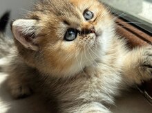 Britan Shorthair Balası