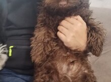 Toy Poodle (cütləşdirmək üçün)