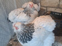 Brama light yumurtası
