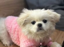 Pekines balası