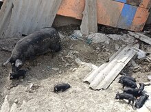 Donuz və balaları
